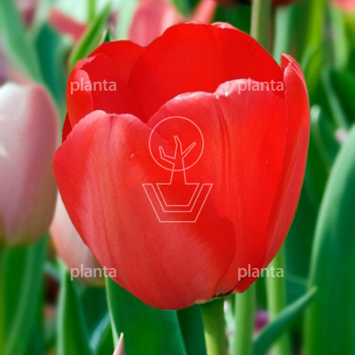Tulipa 'Red Impression'