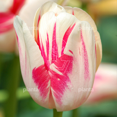 Tulipa 'Sorbet'