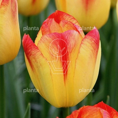 Tulipa 'Suncatcher'