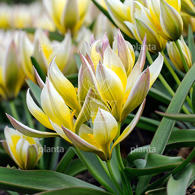 Tulipa tarda (dasystemon)