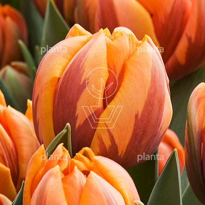 bolomtrek 11-12cm, verpakt per 100 stuks