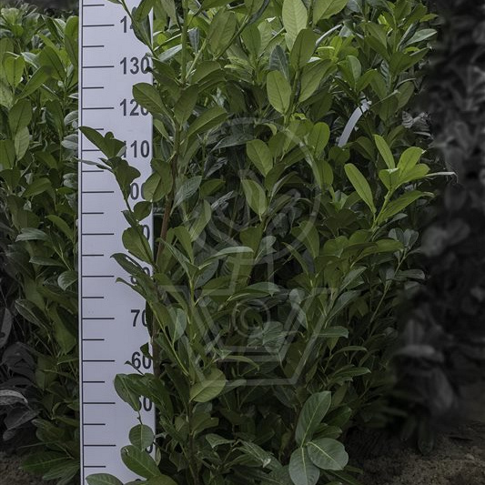 100 tot 125 cm hoog, met kluit