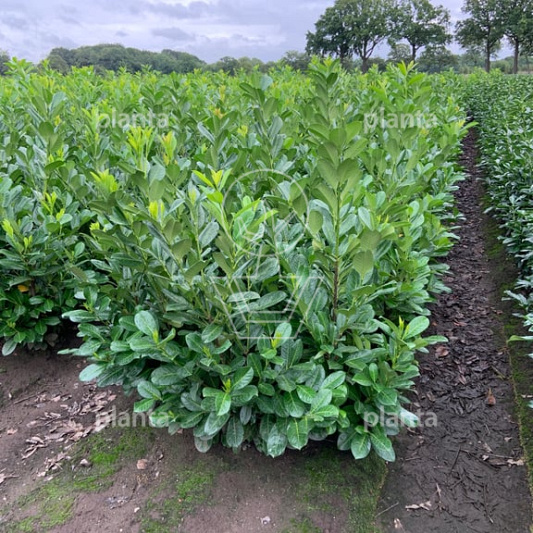 100 tot 125 cm hoog, met kluit