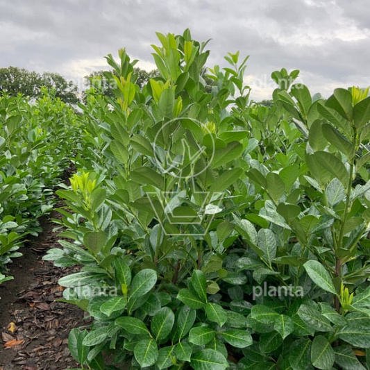 100 tot 125 cm hoog, met kluit