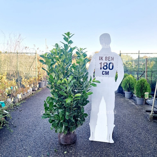 100 tot 125 cm hoog, met kluit