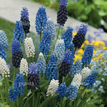 Muscari mix