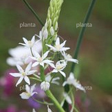 Ornithogalum 'Sochii'