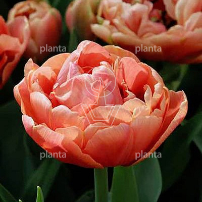 Tulipa 'Copper Image'