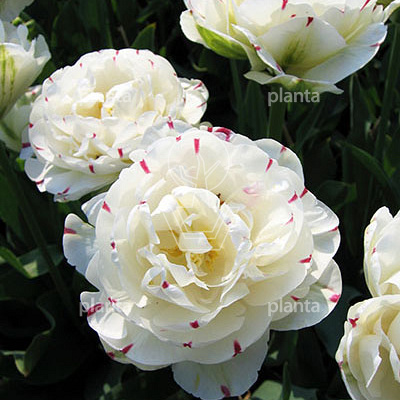 Tulipa 'Danceline'
