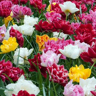 Tulipa 'Double Early Mix'