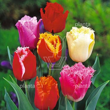 Tulipa 'Gefranjerd Gemengd'