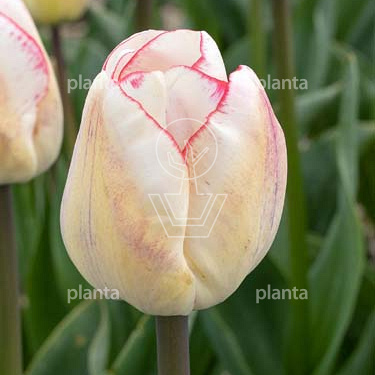 Tulipa 'Hugs And Kisses'