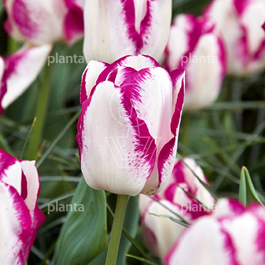 Tulipa 'Mata Hari'