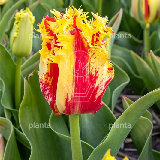Tulipa 'Phantom'