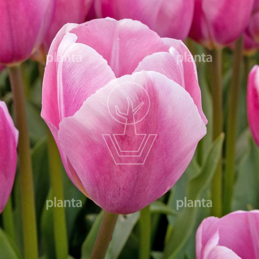 Tulipa 'Pink Delight'