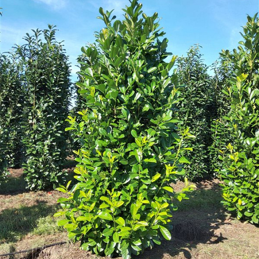 250 tot 275 cm hoog, draadkluit, extra zwaar vertakt