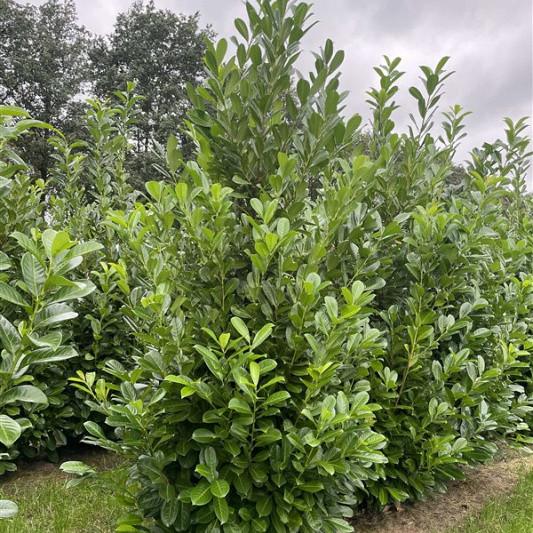 250 tot 275 cm hoog, draadkluit, extra zwaar vertakt