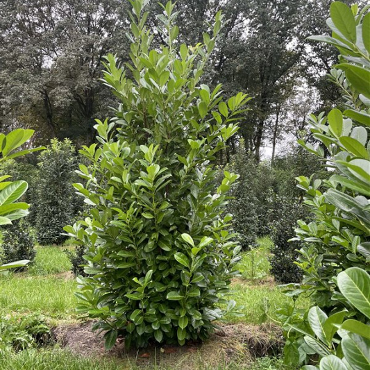 250 tot 275 cm hoog, draadkluit, extra zwaar vertakt