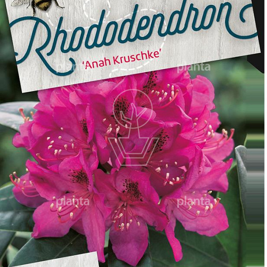 Rhododendron 'Anah Kruschke'