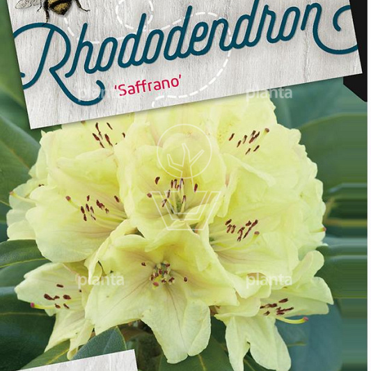 Rhododendron 'Saffrano'