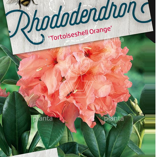 Rhododendron 'Tortoiseshell Orange'