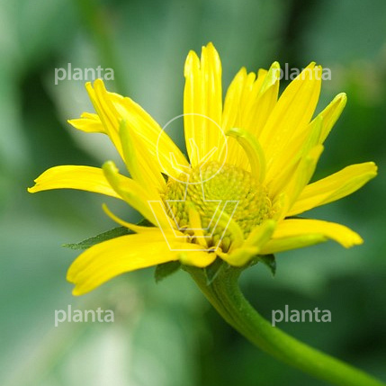 Coreopsis grandiflora 'Early Sunrise'