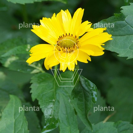 Coreopsis grandiflora 'Early Sunrise'