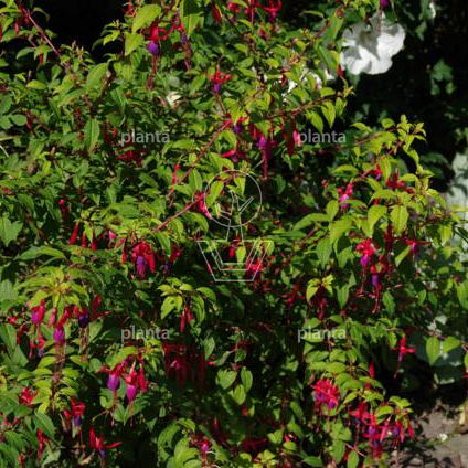 Fuchsia 'Tom Thumb'