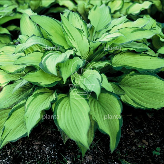 Hosta 'Fortunei Albopicta'