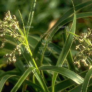 Luzula sylvatica 'Marginata' | Planta