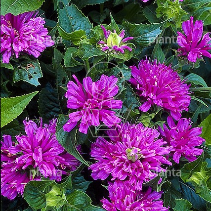 Monarda 'Petite Delight'