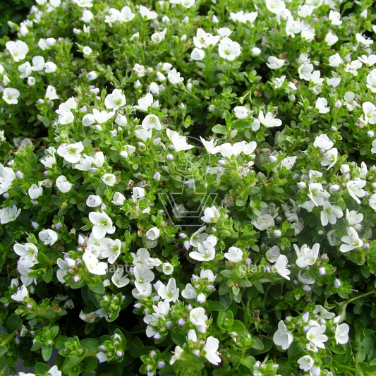 Veronica repens