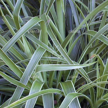 Luzula sylvatica 'Marginata' P9, LEV | Planta