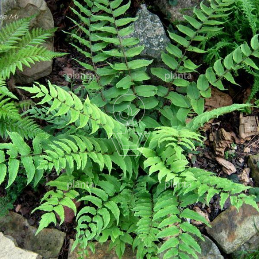 Cyrtomium fortunei clivicola