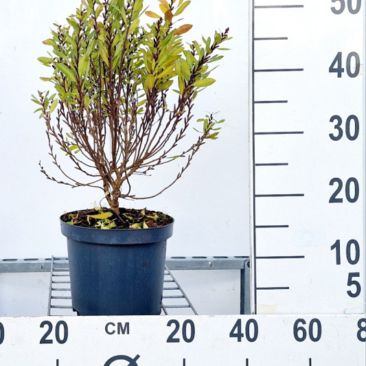 30 tot 40 cm hoog, pot 3 liter