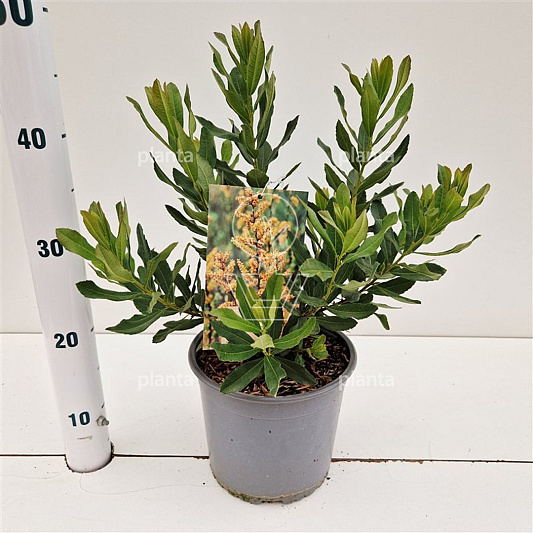 30 tot 40 cm hoog, pot 3 liter