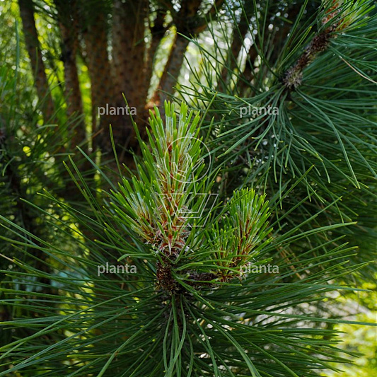 175 tot 200 cm hoog, pot 50 liter