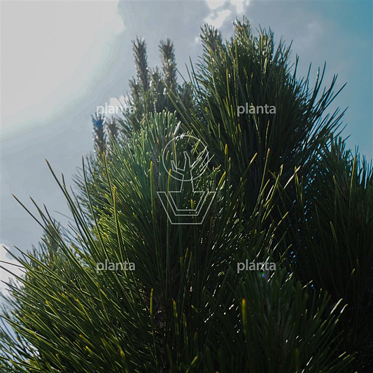 175 tot 200 cm hoog, pot 50 liter