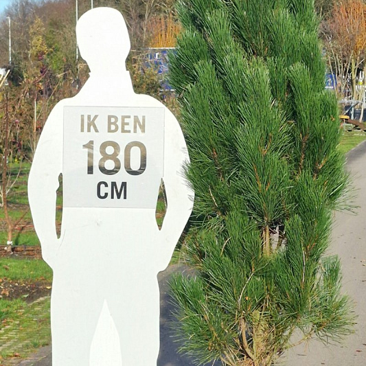 175 tot 200 cm hoog, pot 50 liter