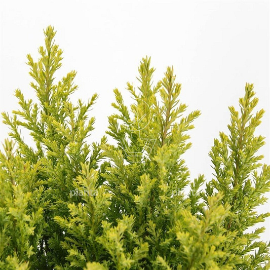 Chamaecyparis lawsoniana 'Ellwood's Gold'