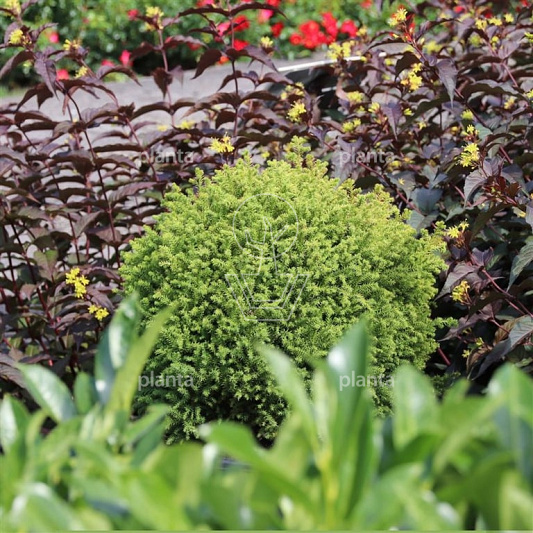 Cryptomeria japonica 'Vilmorin Gold'