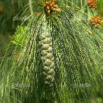 Pinus wallichiana