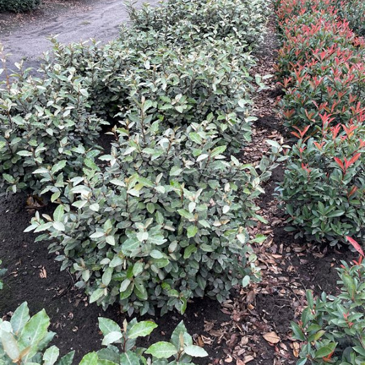 bol, diamter 60 cm, met kluit