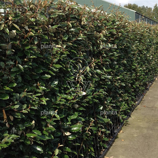 Quick Hedge Haagelement 100cm lang x 180cm hoog