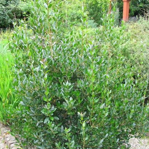 Phillyrea latifolia