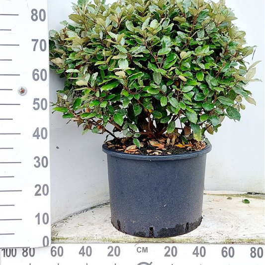 bol, diameter minimaal 60 cm, pot 30 liter