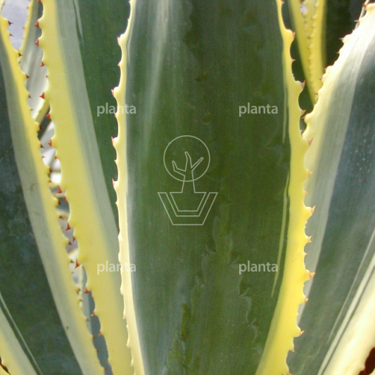 Agave americana 'Variegata'