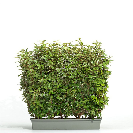 Meeneemhaag 100cm lang x 80 tot 100cm hoog