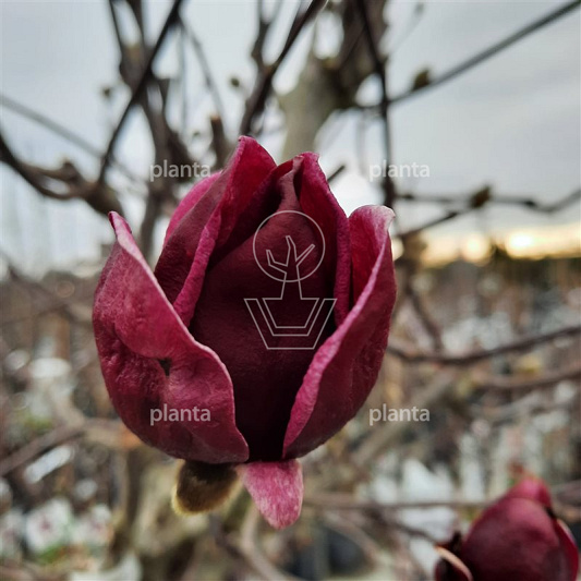 Magnolia soulangeana 'Black Tulip'