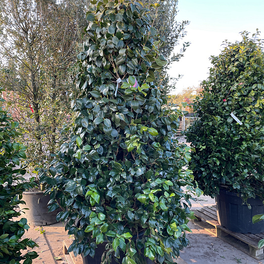 solitaire plant, 200 tot 250 cm hoog, in pot